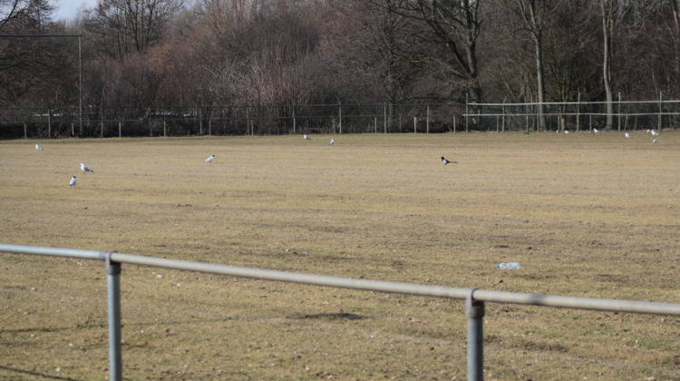 Poepende vogels leggen voetbalwedstrijden Be Quick plat