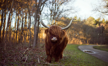 Grote grazers in natuurgebieden 'vrij ongevaarlijk'