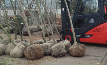 Vervanging bomen na storm kostte 115.000 euro