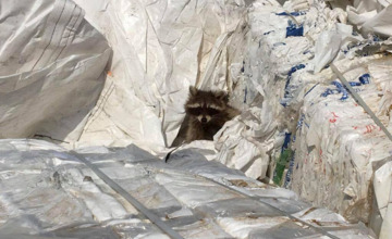 Wasberen gered van de dood bij Zutphense afvalverwerker